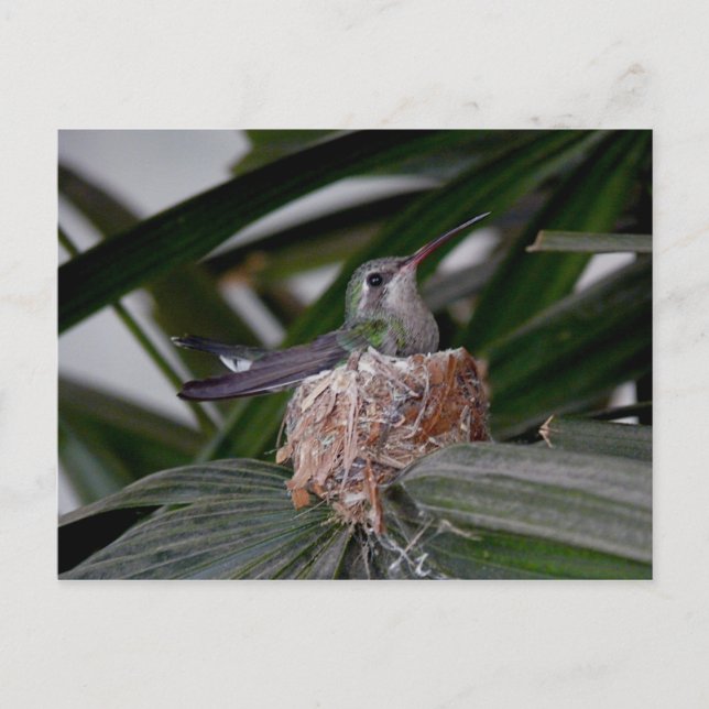 Hummingbird auf der Postkarte (Vorderseite)