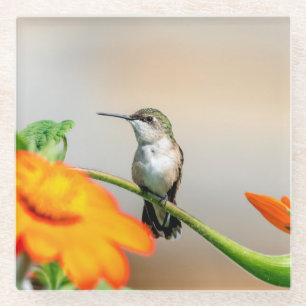 Hummingbird auf einer blühenden Pflanze Glasuntersetzer
