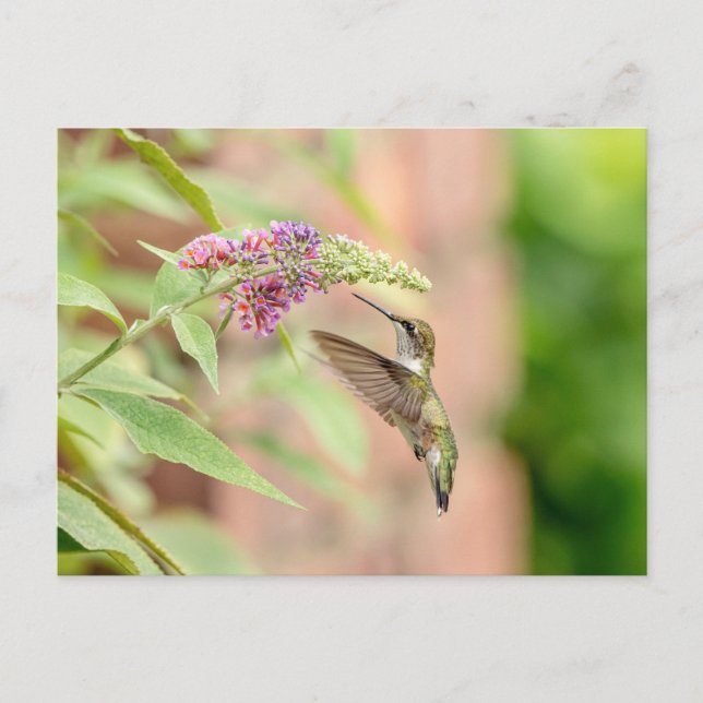 Hummingbird auf einer blühenden Pflanze Postkarte (Vorderseite)