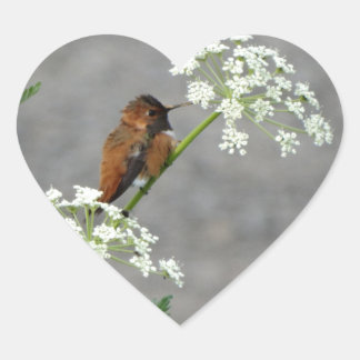 Hummingbird auf Königin Anns Spitzen-Blume Herz-Aufkleber