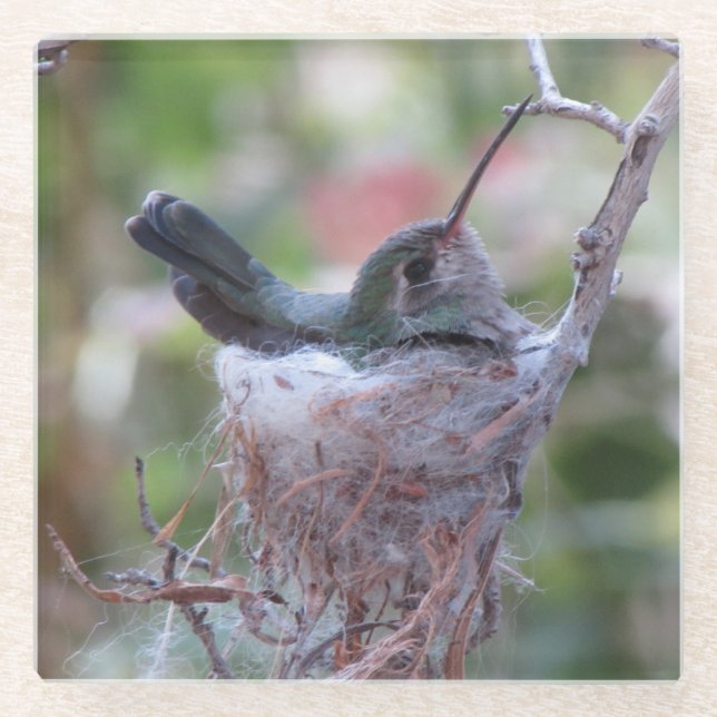 Hummingbird auf Nest Glasuntersetzer (Vorderseite)