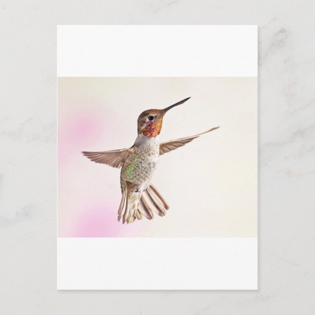 Hummingbird auf rosa postkarte (Vorderseite)