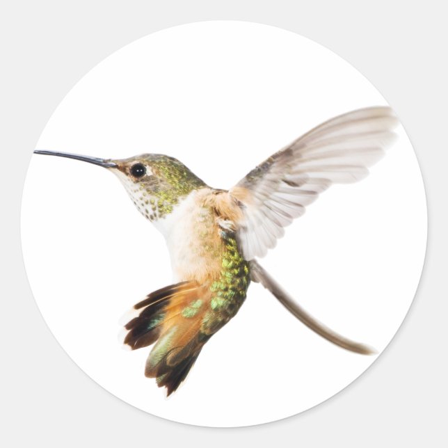 Hummingbird-Aufkleber für Frauen Runder Aufkleber (Vorderseite)