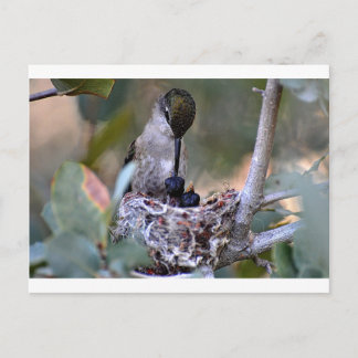 Hummingbird Babys Postkarte