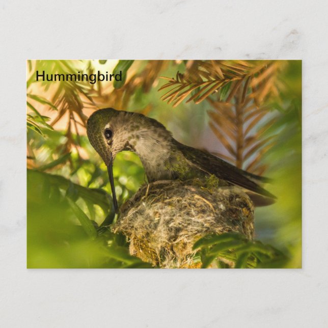 Hummingbird baut ein Nest- Postkarte (Vorderseite)