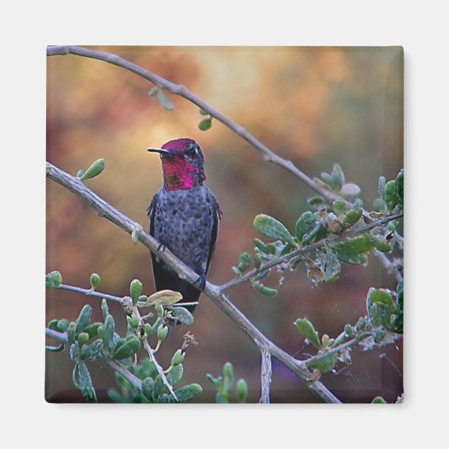 Hummingbird bei Sonnenuntergang Magnet (Vorne)