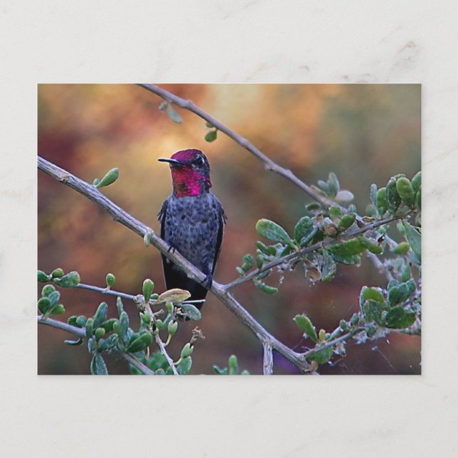 Hummingbird bei Sonnenuntergang nach Karte (Vorderseite)