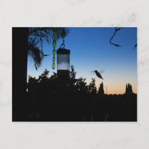 Hummingbird bei Sonnenuntergang Postkarte