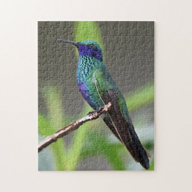 Hummingbird Bird Perched Beak Feathers (Vertikal)
