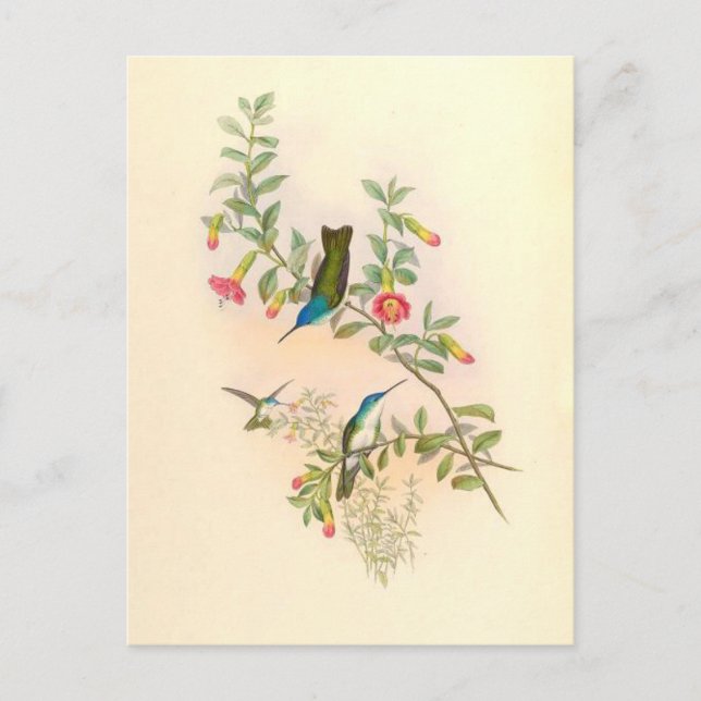 Hummingbird Birds Blume Floral Animals Wildtiere Postkarte (Vorderseite)
