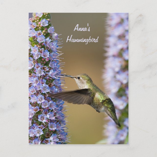 Hummingbird Blume Benutzerdefinierte Postkarte (Vorderseite)