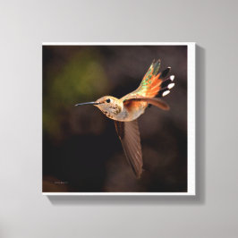 Hummingbird Canvas Print Leinwanddruck