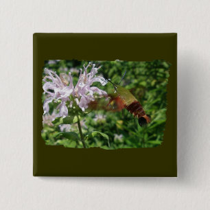 Hummingbird Clear Wing Moth Coordinated Items Button