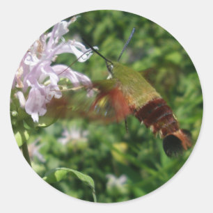 Hummingbird Clear Wing Moth Coordinated Items Runder Aufkleber