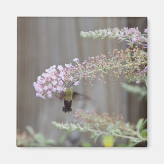 Hummingbird Clearance Moth Blank Card Magnet
