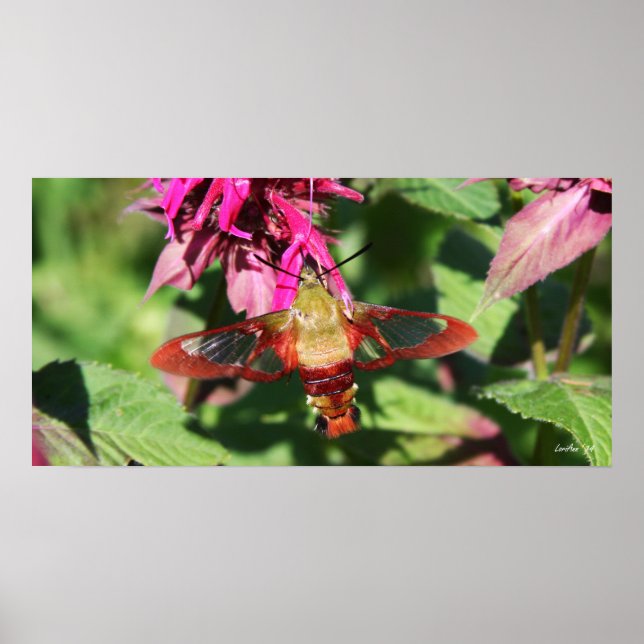 Hummingbird Clearwing & Bee Balm 6 Poster (Vorne)