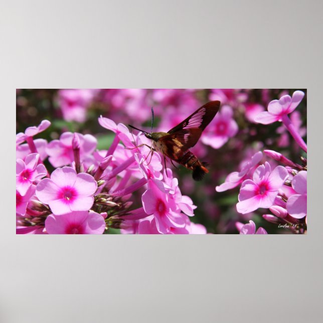 Hummingbird Clearwing & Phlox 7 Poster (Vorne)