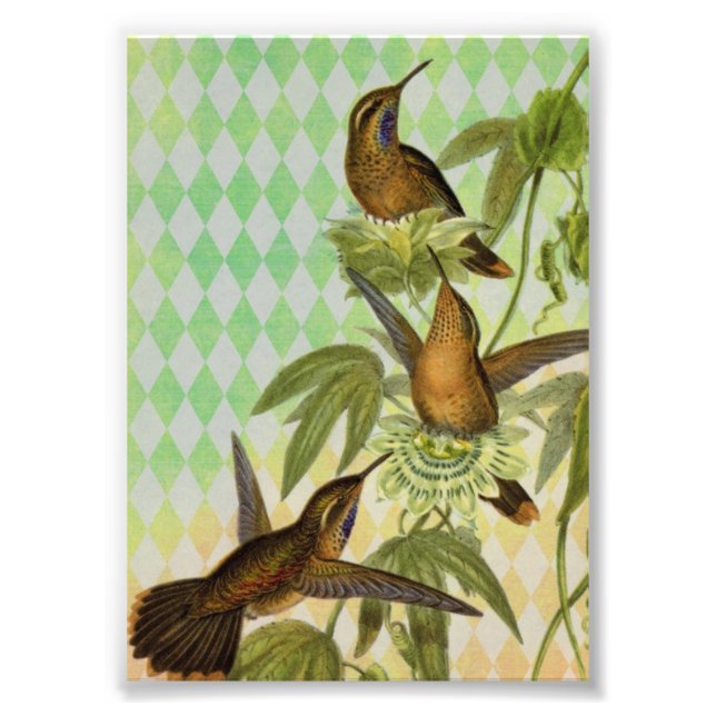 Hummingbird Digital Art Fotodruck (Vorne)