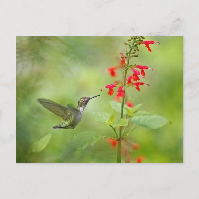 Hummingbird Dream Garden Postkarte (Vorderseite)