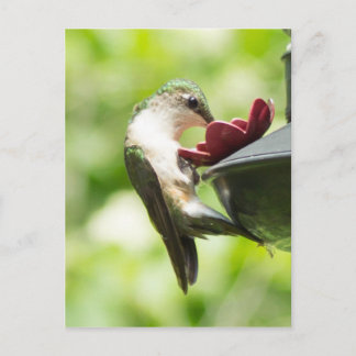 Hummingbird Eating Postkarte