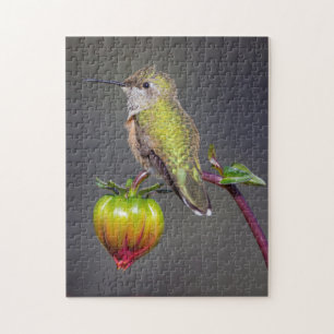 Hummingbird-Erholungen auf Blume