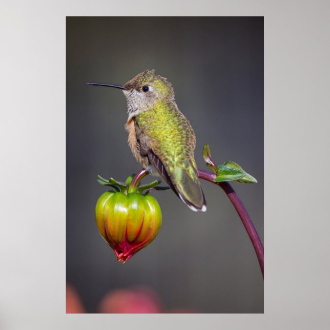 Hummingbird-Erholungen auf Blume Poster (Vorne)