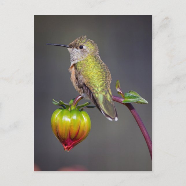 Hummingbird-Erholungen auf Blume Postkarte (Vorderseite)