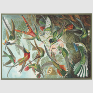 Hummingbird Ernst Haeckel Dekoupage Tissue Paper Seidenpapier