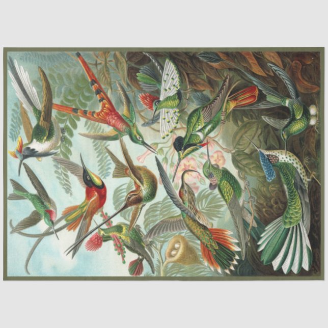 Hummingbird Ernst Haeckel Dekoupage Tissue Paper Seidenpapier (Vorderseite)