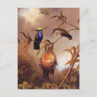 Hummingbird Family Postcard