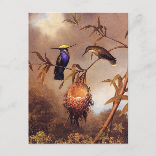 Hummingbird Family Postcard Postkarte (Vorderseite)