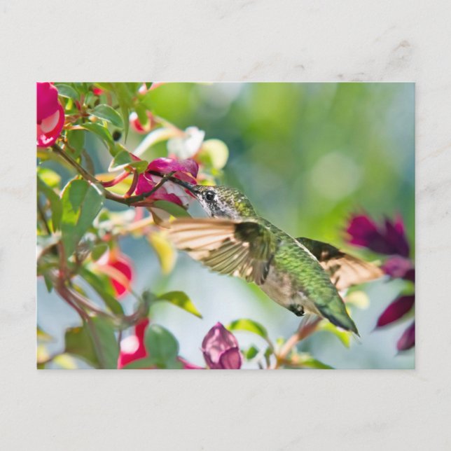 Hummingbird Fast Food Postkarte (Vorderseite)