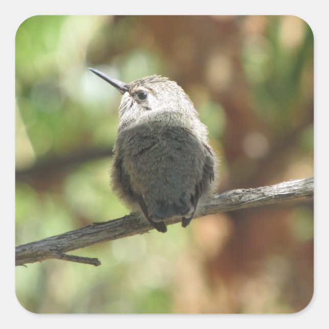 Hummingbird Fledgling Quadratischer Aufkleber (Vorderseite)