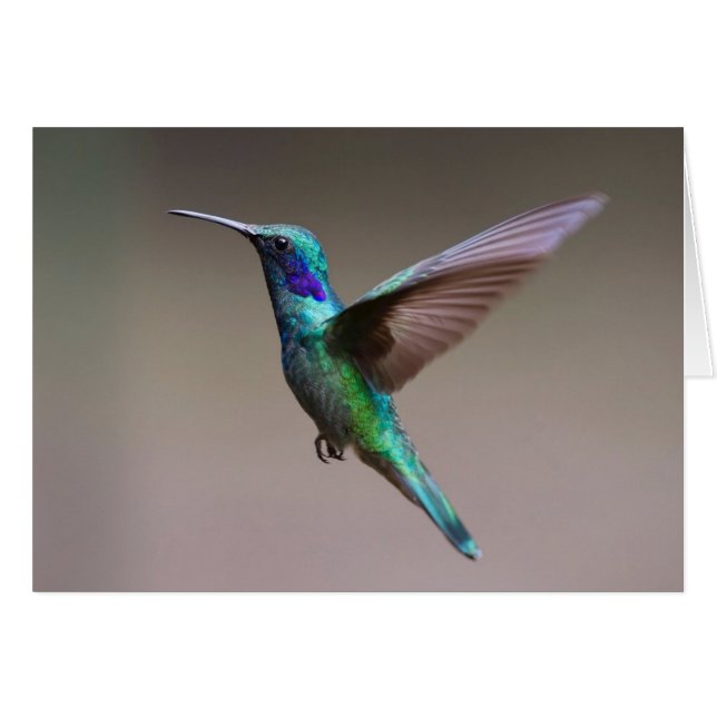 Hummingbird-Flugnotifizierungskarte (Vorderseite (Horizontal))