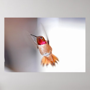 Hummingbird Flying Foto Poster