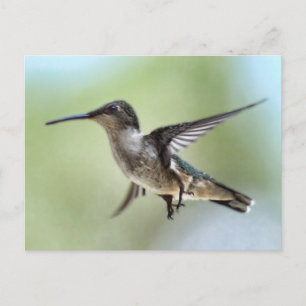 Hummingbird Foto Postcard Postkarte