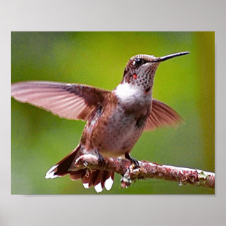 Hummingbird Fotografy Wall Dekoration Print