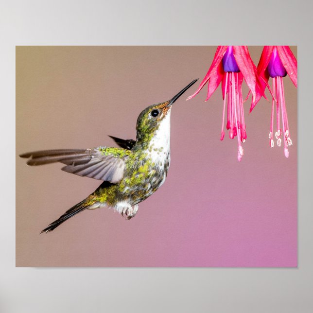 Hummingbird Fuchsia Nature Foto Poster (Vorne)