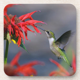 Hummingbird Fütternd Untersetzer Set