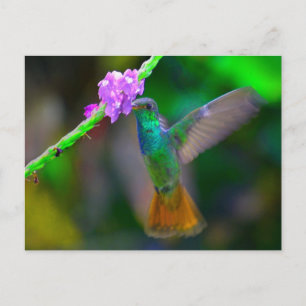 Hummingbird Garden Postkarte