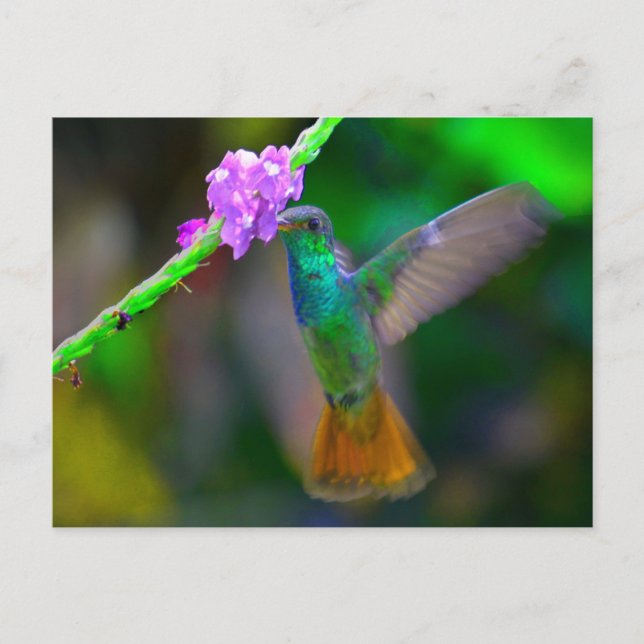 Hummingbird Garden Postkarte (Vorderseite)