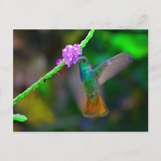 Hummingbird Garden Postkarte