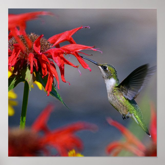 Hummingbird Glory Poster (Vorne)