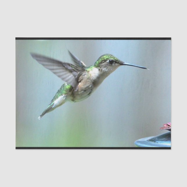 Hummingbird Green Flight Foto Wildlife Seidenpapier (Vorderseite)