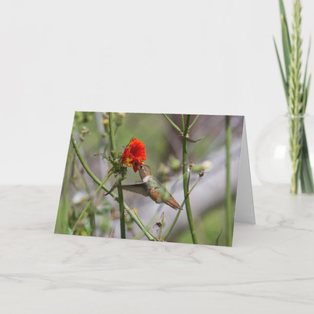Hummingbird Grußkarte Karte (Vorderseite)