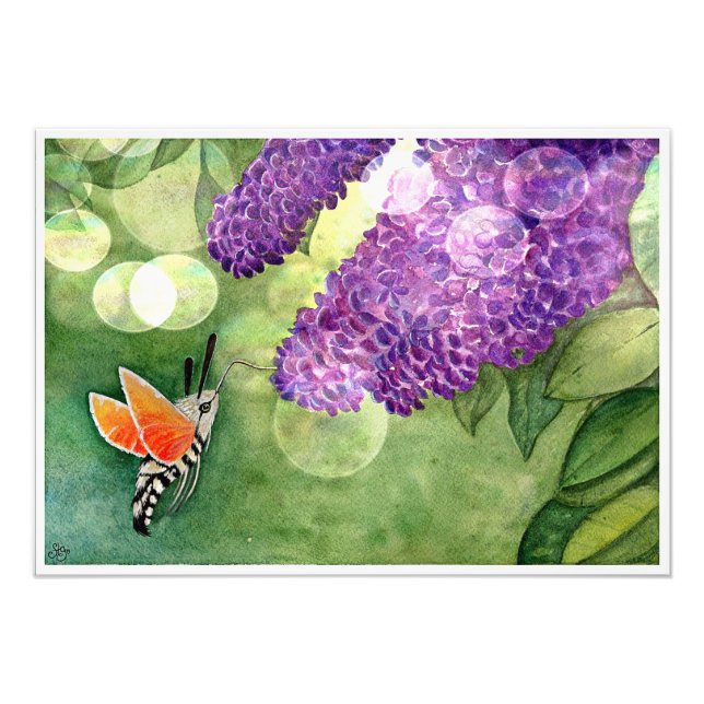 Hummingbird Hawk Moth und Lilacs Fotodruck (Vorne)