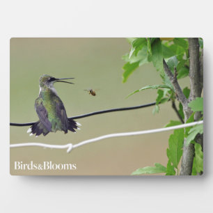 Hummingbird & Honey Bee Fotoplatte