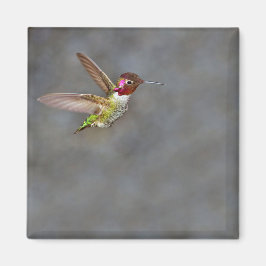 Hummingbird im Flight Magnet