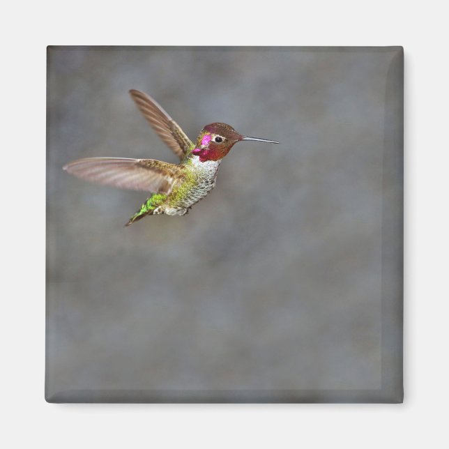 Hummingbird im Flight Magnet (Vorne)