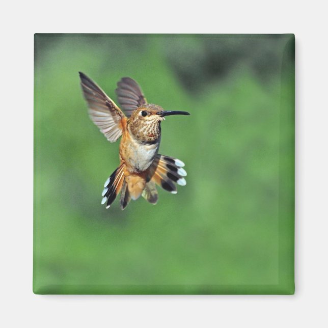 Hummingbird im Flight Magnet (Vorne)